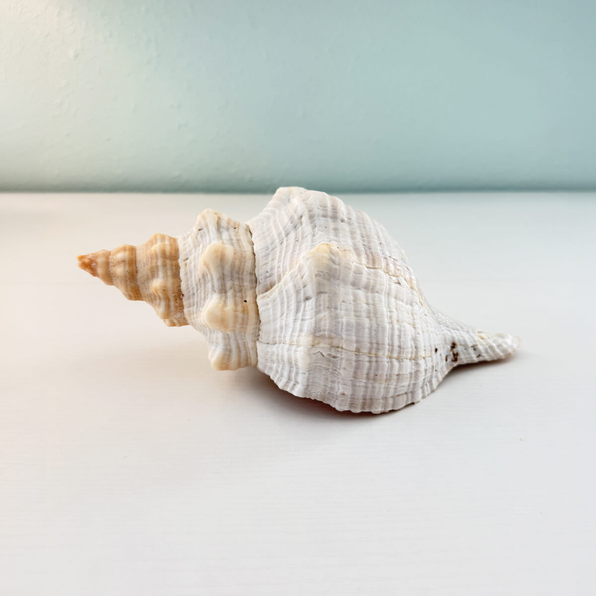 Florida Horse Conch Seashell (10 inches)