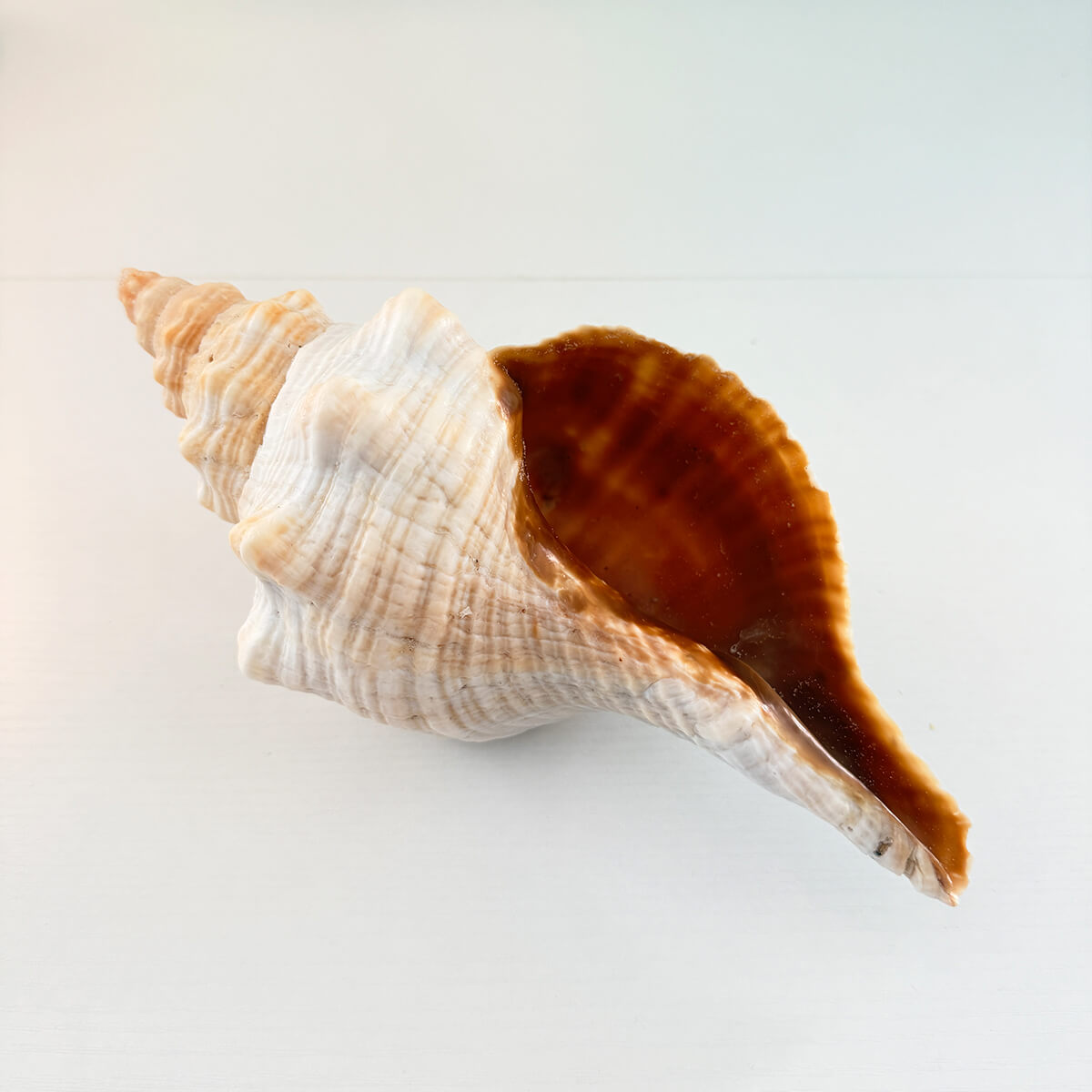Florida Horse Conch Seashell (10 inches)