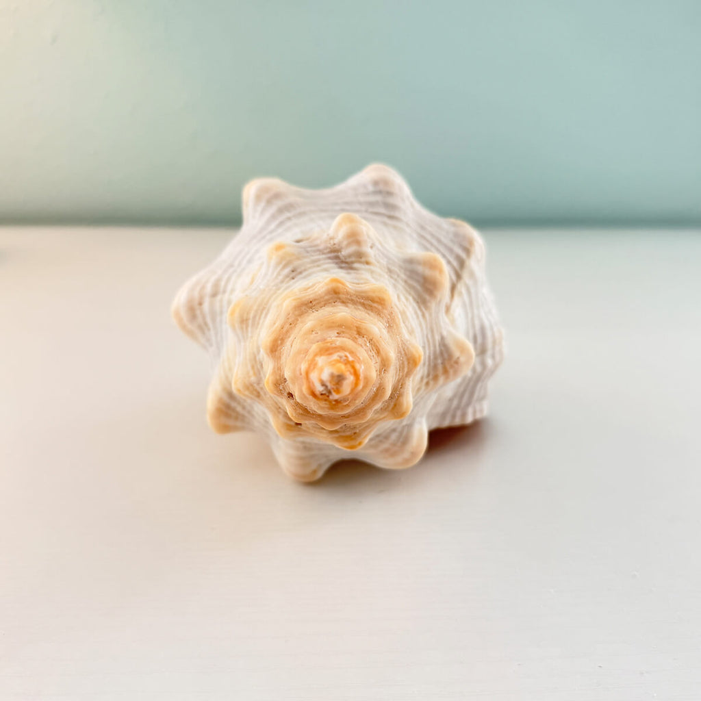 Florida Horse Conch Seashell (10 inches)