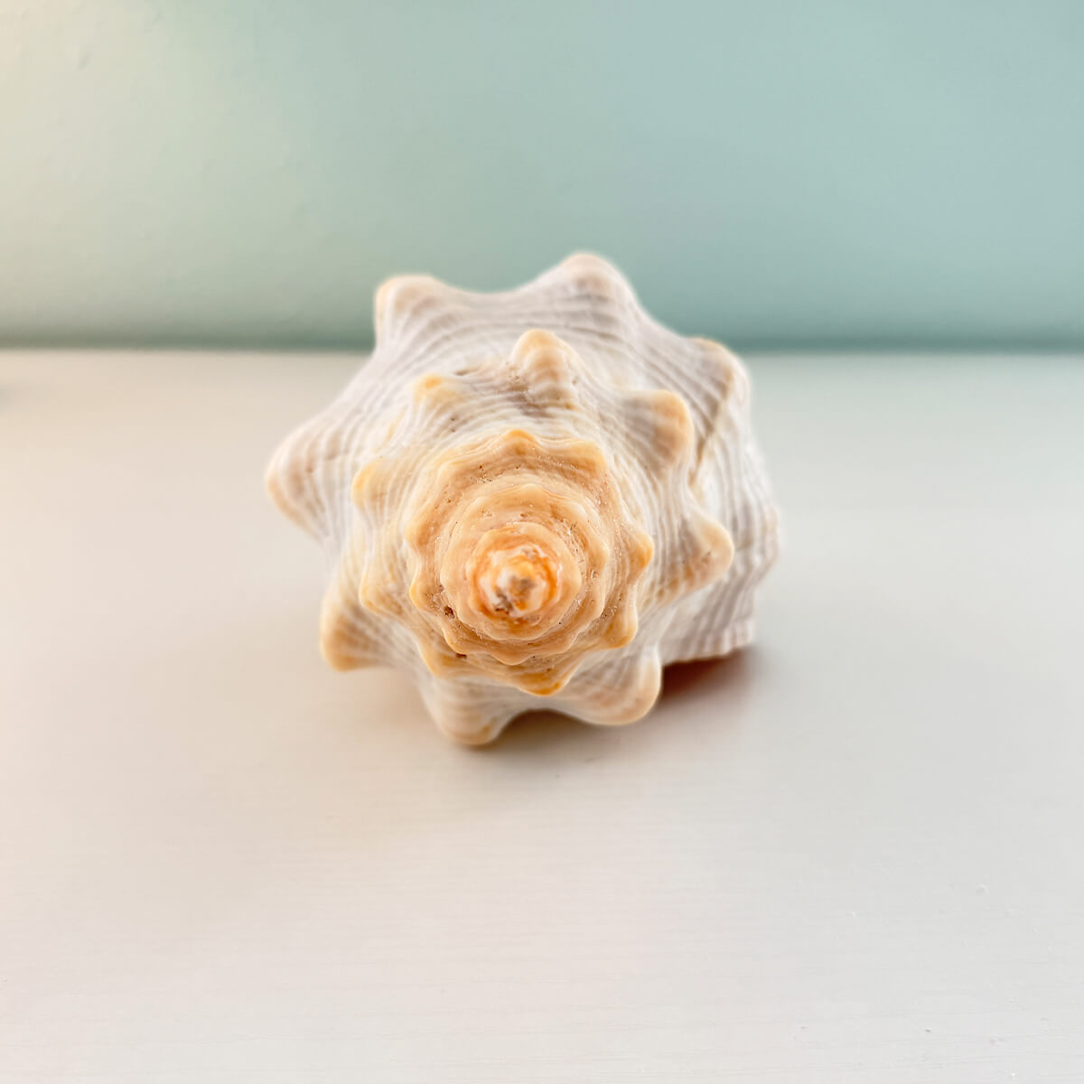Florida Horse Conch Seashell (10 inches)