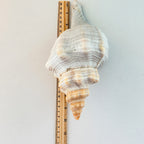 Florida Horse Conch Seashell (10 inches)