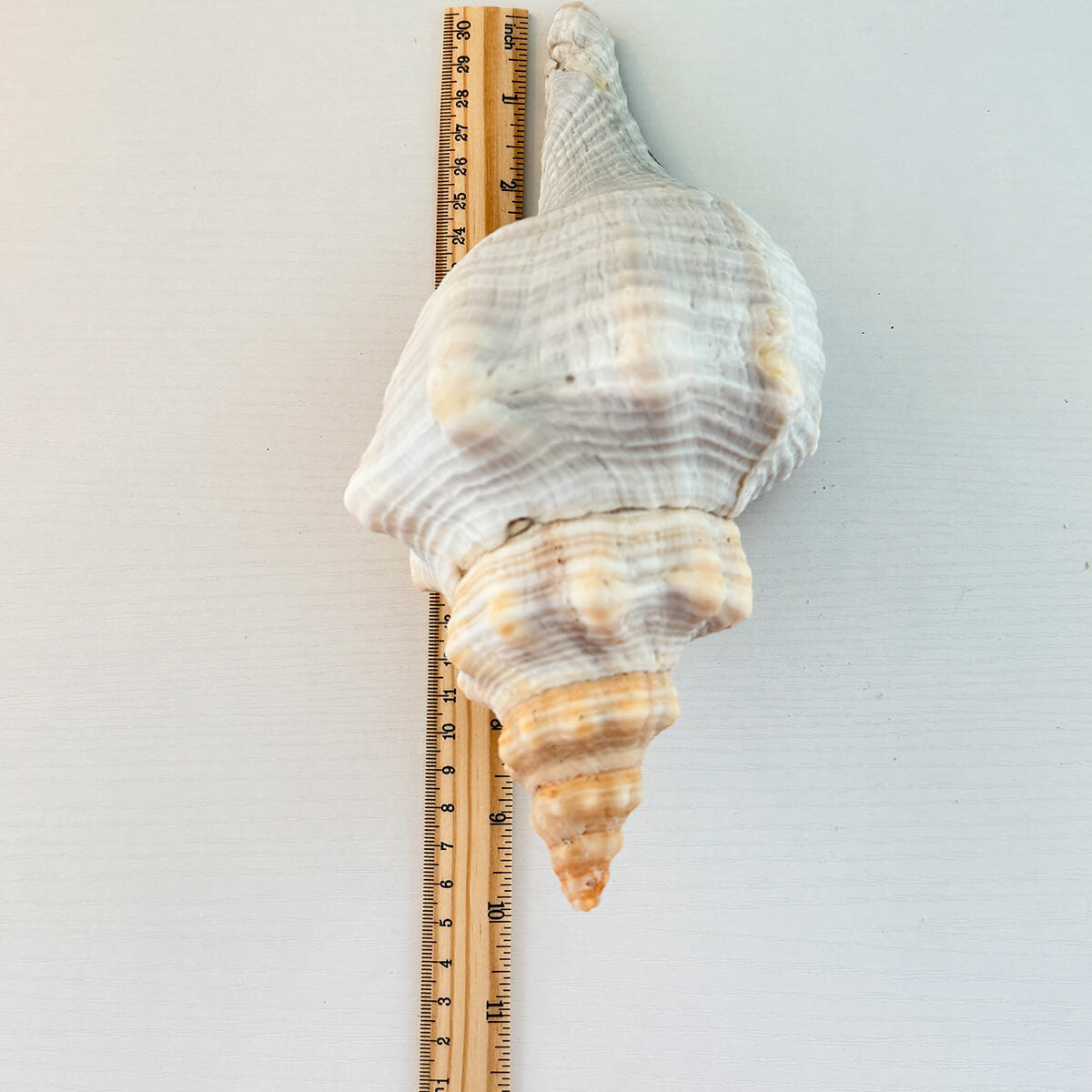 Florida Horse Conch Seashell (10 inches)