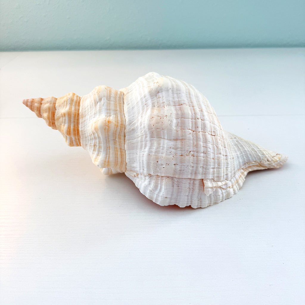Florida Horse Conch Seashell (12 inches)