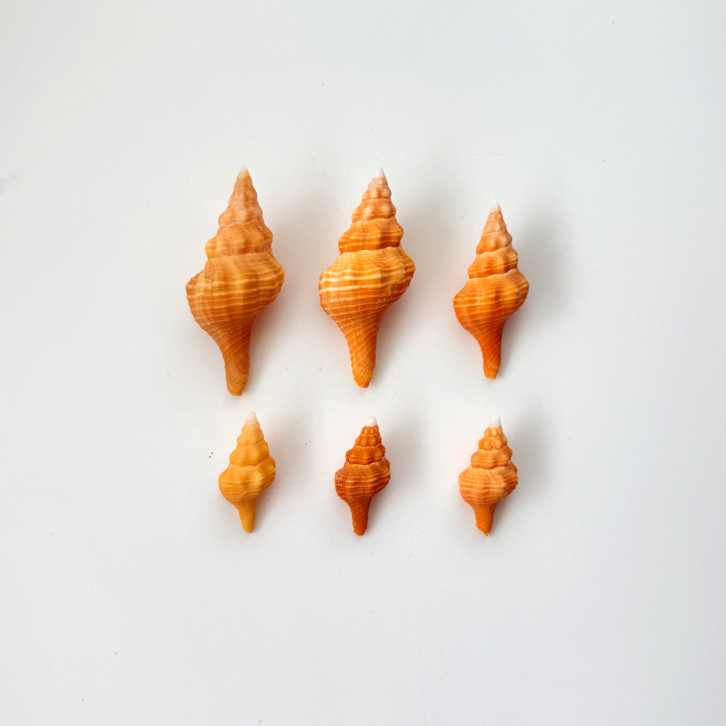 Bundle of 6 Orange Horse Conch seashells including medium and small sizes hand-picked from St. Pete Beach Florida for shell collecting, crafts, and coastal decor 🐚✨