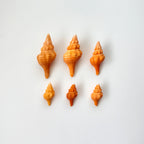 Bundle of 6 Orange Horse Conch seashells including medium and small sizes hand-picked from St. Pete Beach Florida for shell collecting, crafts, and coastal decor 🐚✨