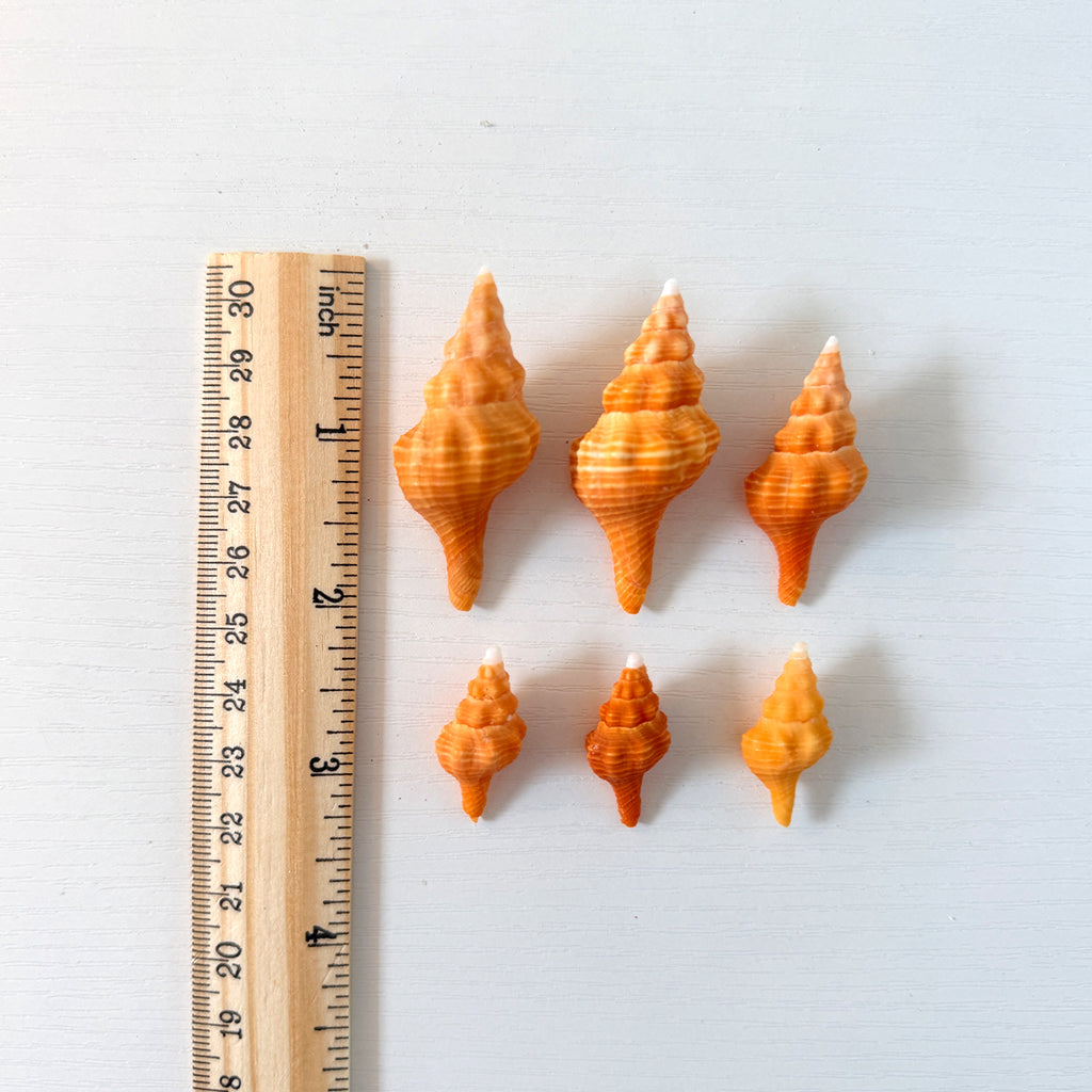 Small-Medium Horse Conch Seashells (Bundle of 6)