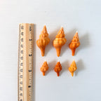 Small-Medium Horse Conch Seashells (Bundle of 6)