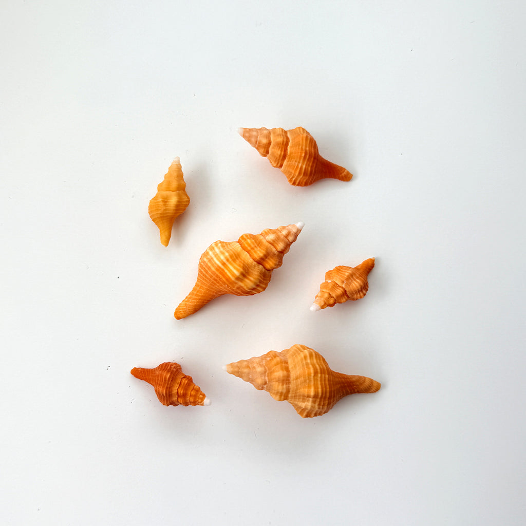 Bundle of 6 Orange Horse Conch seashells including medium and small sizes hand-picked from St. Pete Beach Florida for shell collecting, crafts, and coastal decor 🐚✨