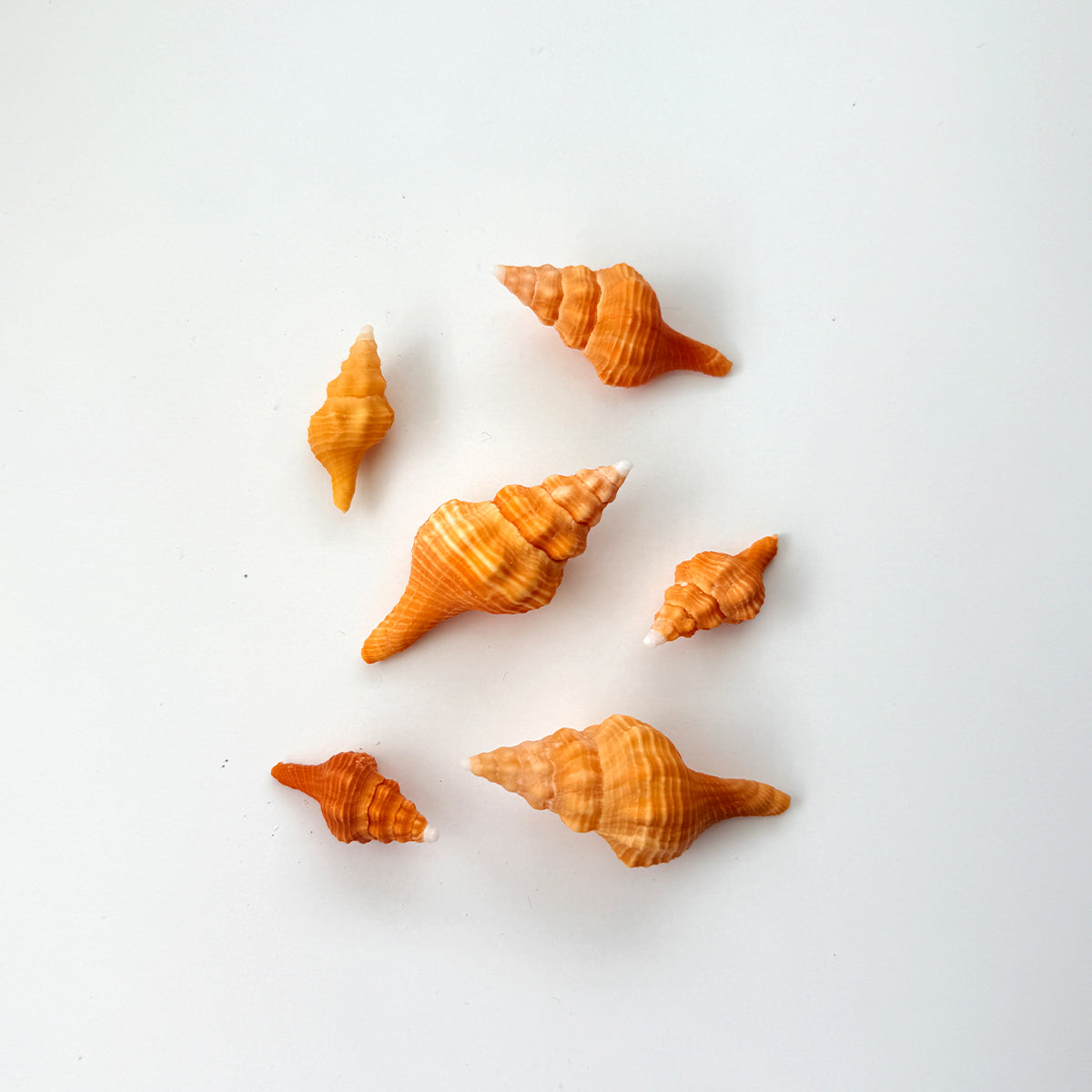 Bundle of 6 Orange Horse Conch seashells including medium and small sizes hand-picked from St. Pete Beach Florida for shell collecting, crafts, and coastal decor 🐚✨
