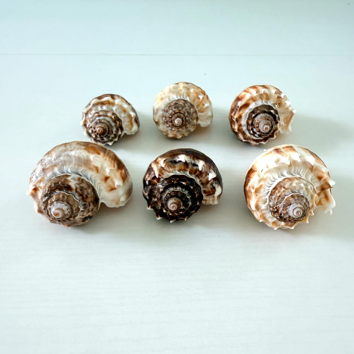 King Crown Seashells (Bundle of 6)