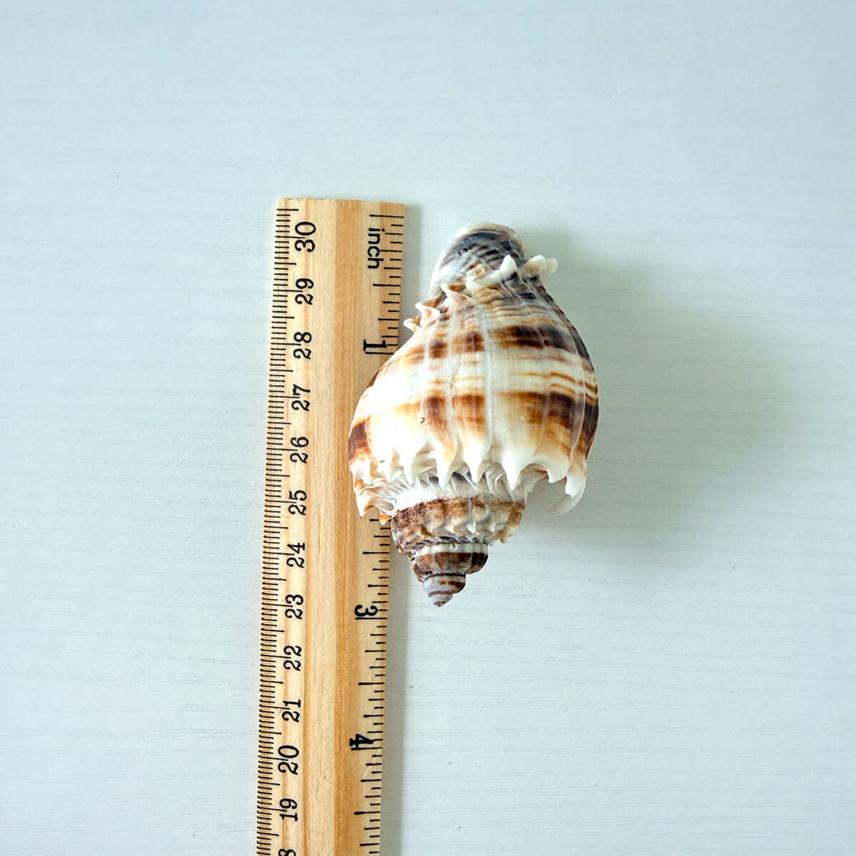 King Crown Seashells (Bundle of 6)
