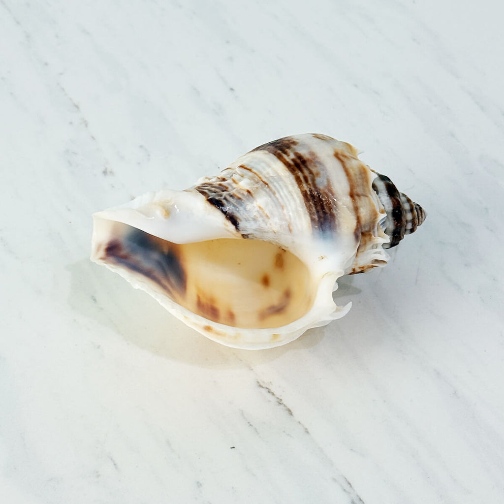 Florida King Crown Seashell (LARGE)