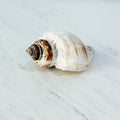 Florida King Crown Seashell (LARGE)