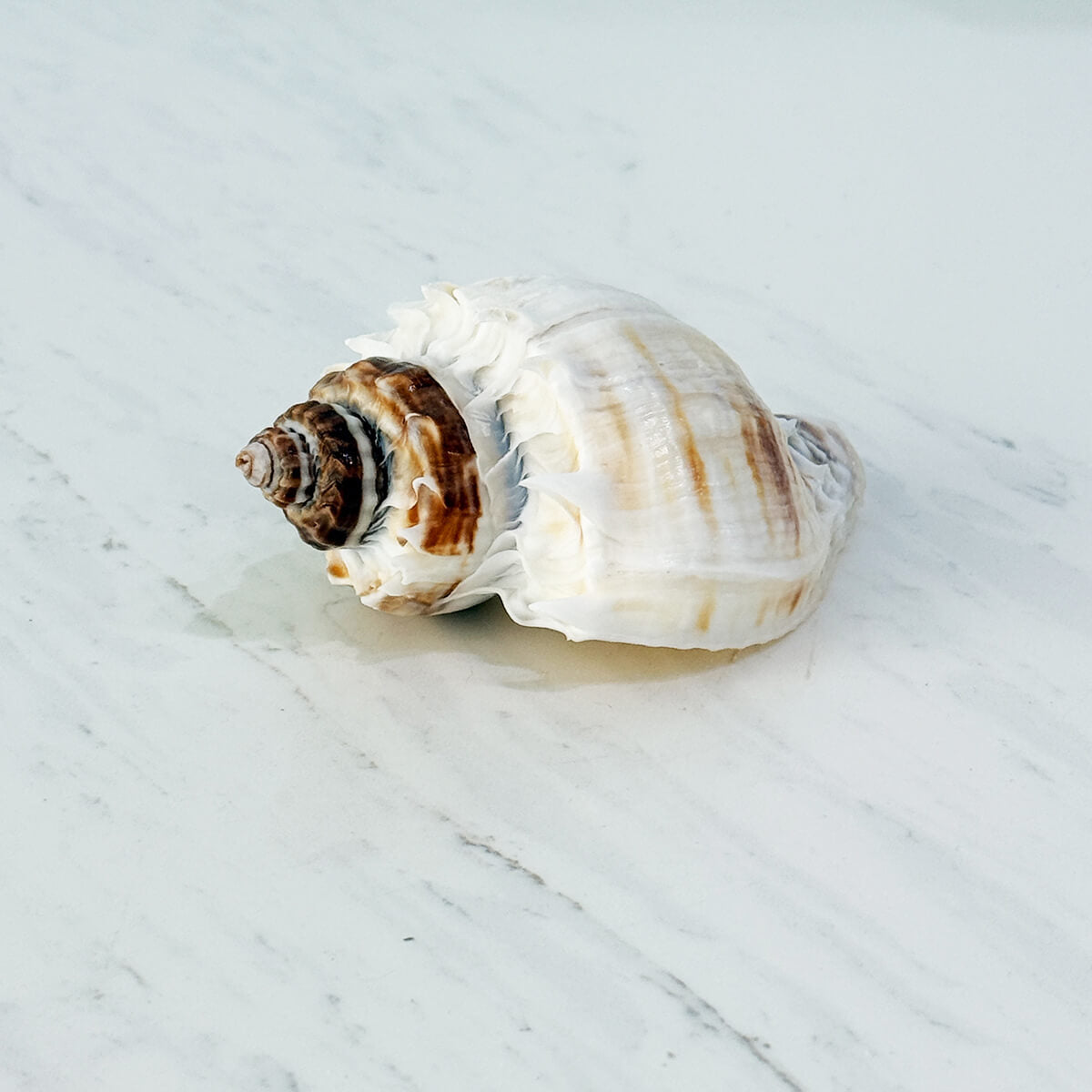Florida King Crown Seashell (LARGE)