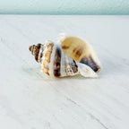 Florida King Crown Seashell (LARGE)