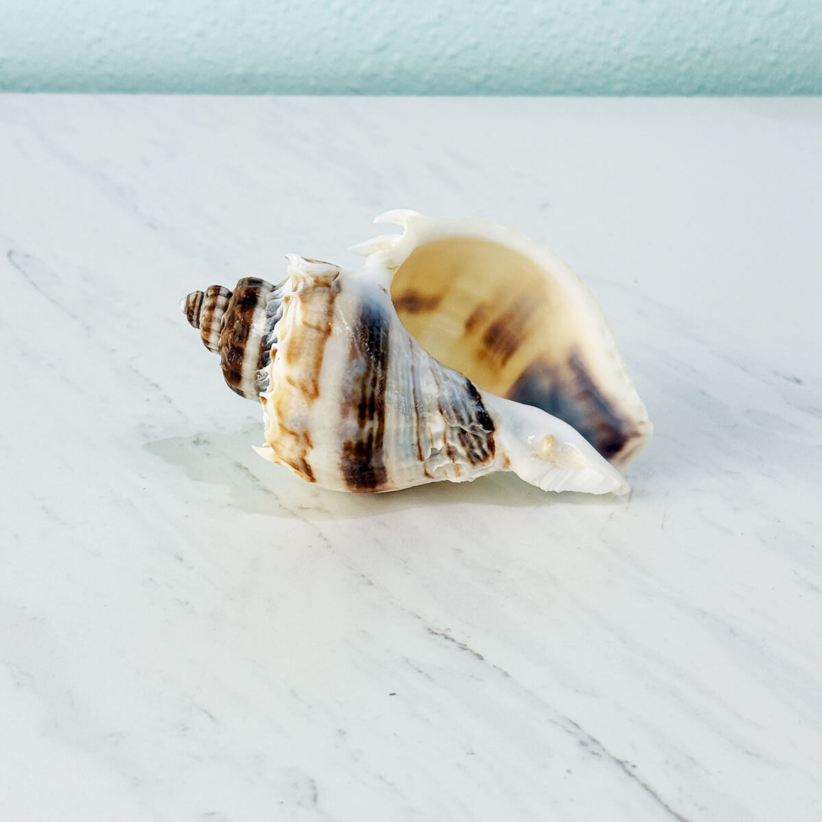 Florida King Crown Seashell (LARGE)