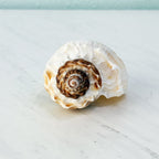 Florida King Crown Seashell (LARGE)