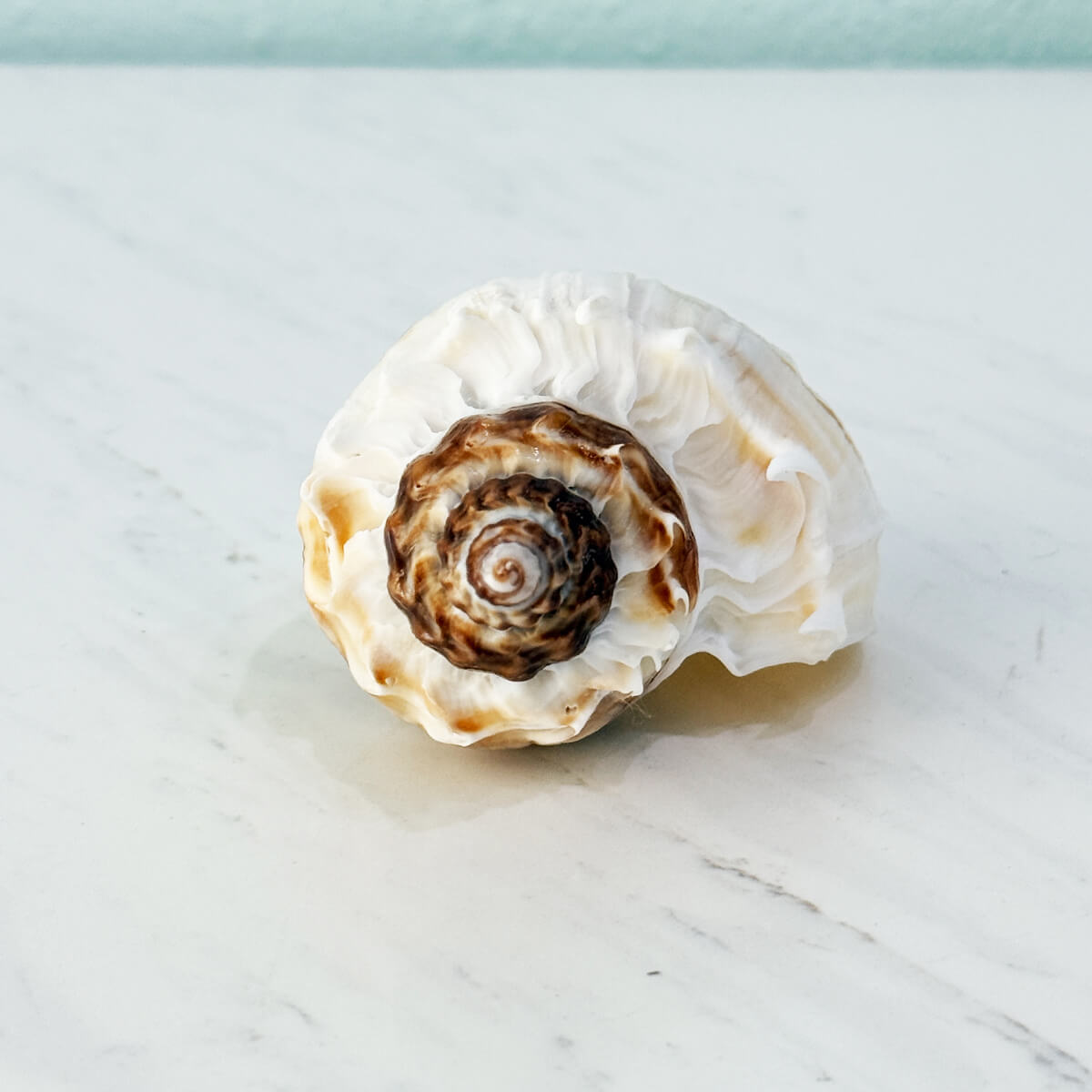 Florida King Crown Seashell (LARGE)