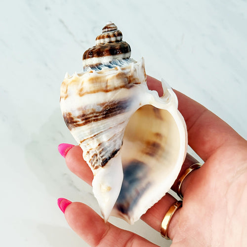Florida King Crown Seashell (LARGE)