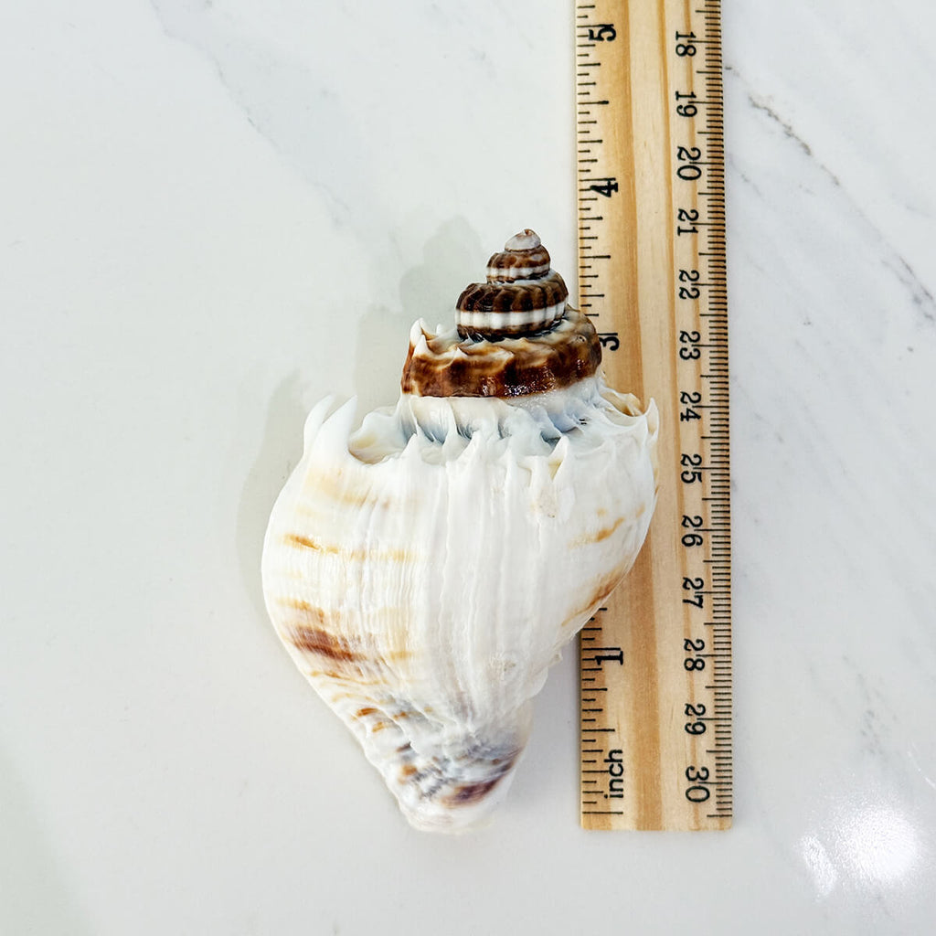 Florida King Crown Seashell (LARGE)