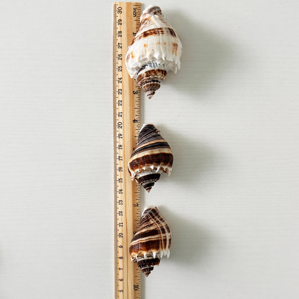 King Crown Seashells (Bundle of 7)