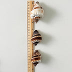 King Crown Seashells (Bundle of 7)