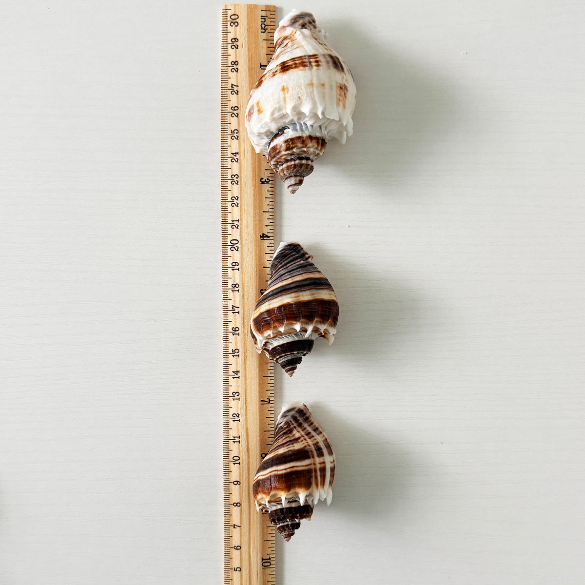 King Crown Seashells (Bundle of 7)
