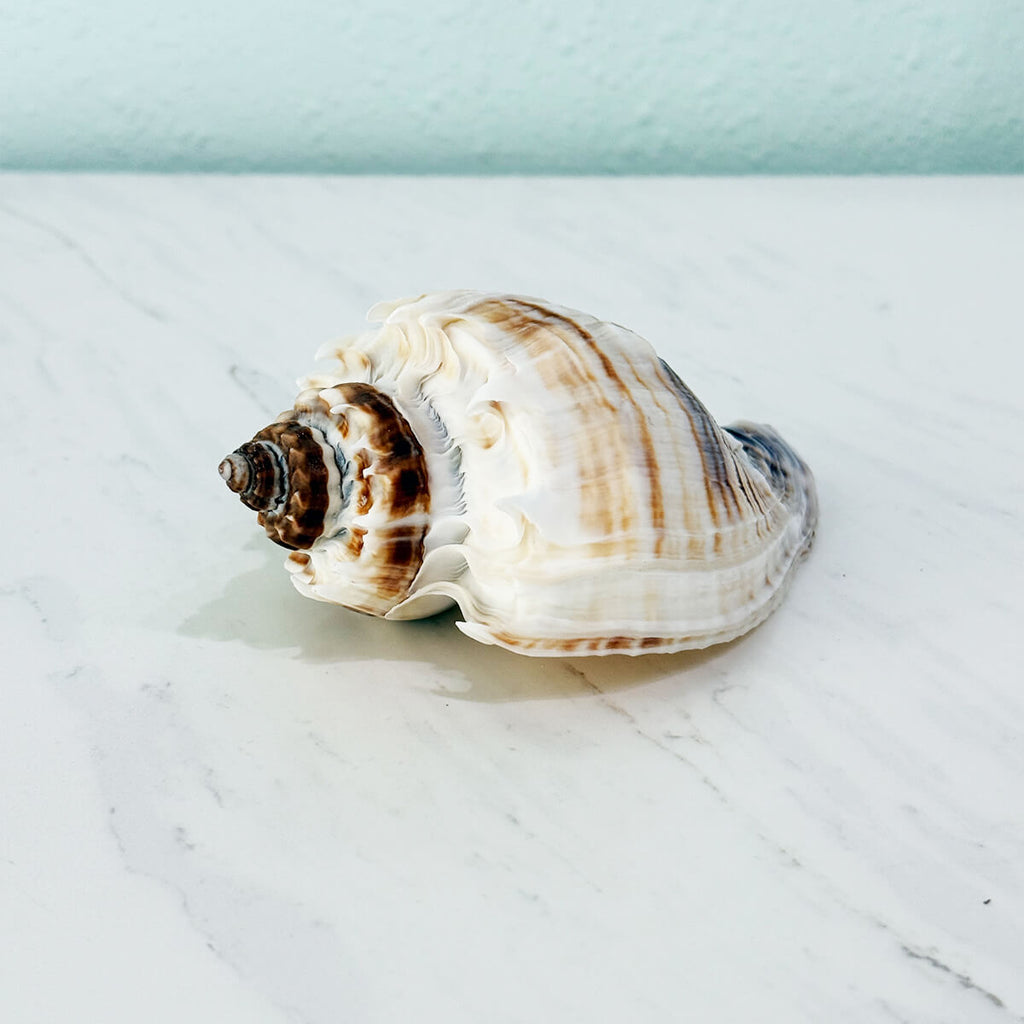 Florida King Crown Seashell (LARGE)