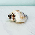 Florida King Crown Seashell (LARGE)