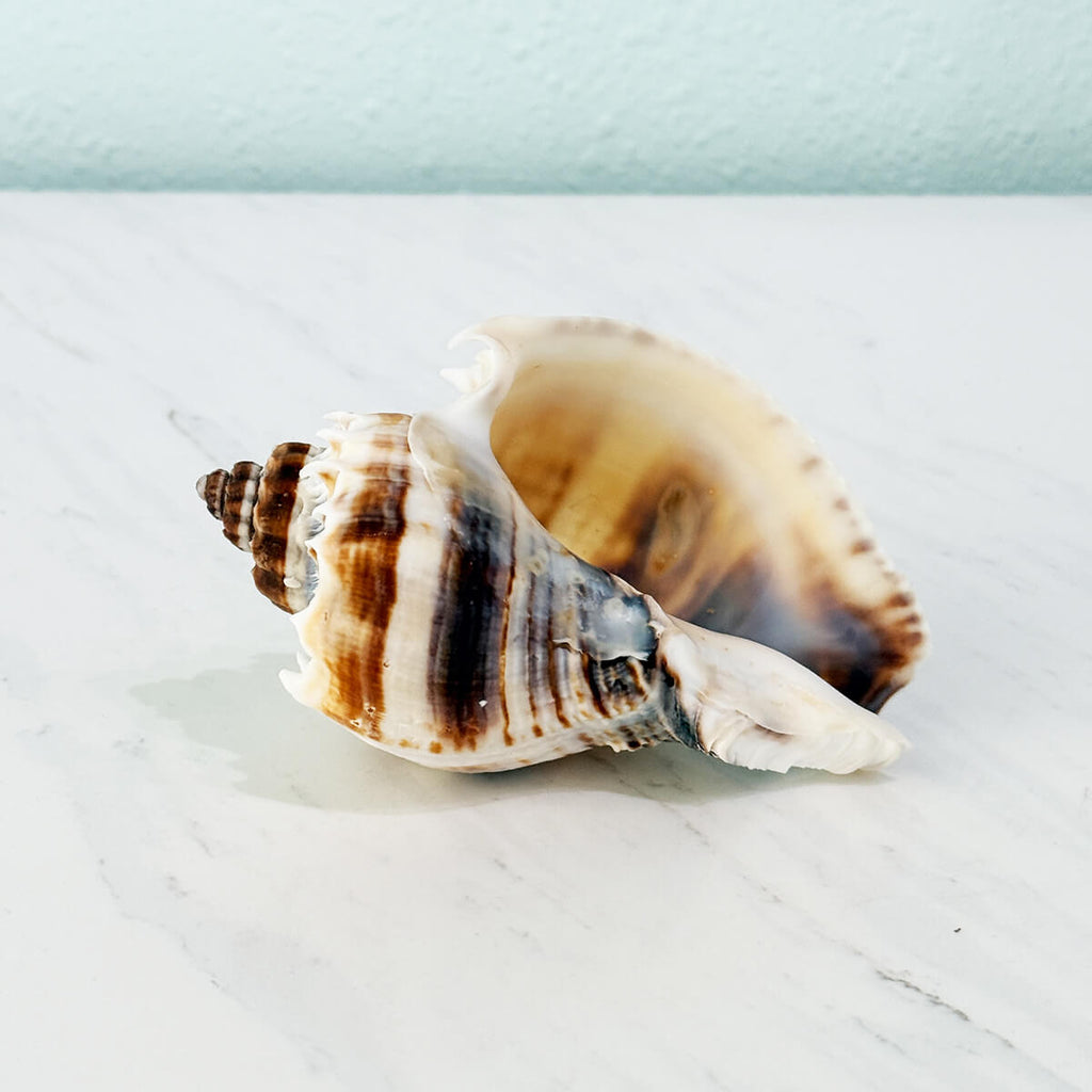 Florida King Crown Seashell (LARGE)