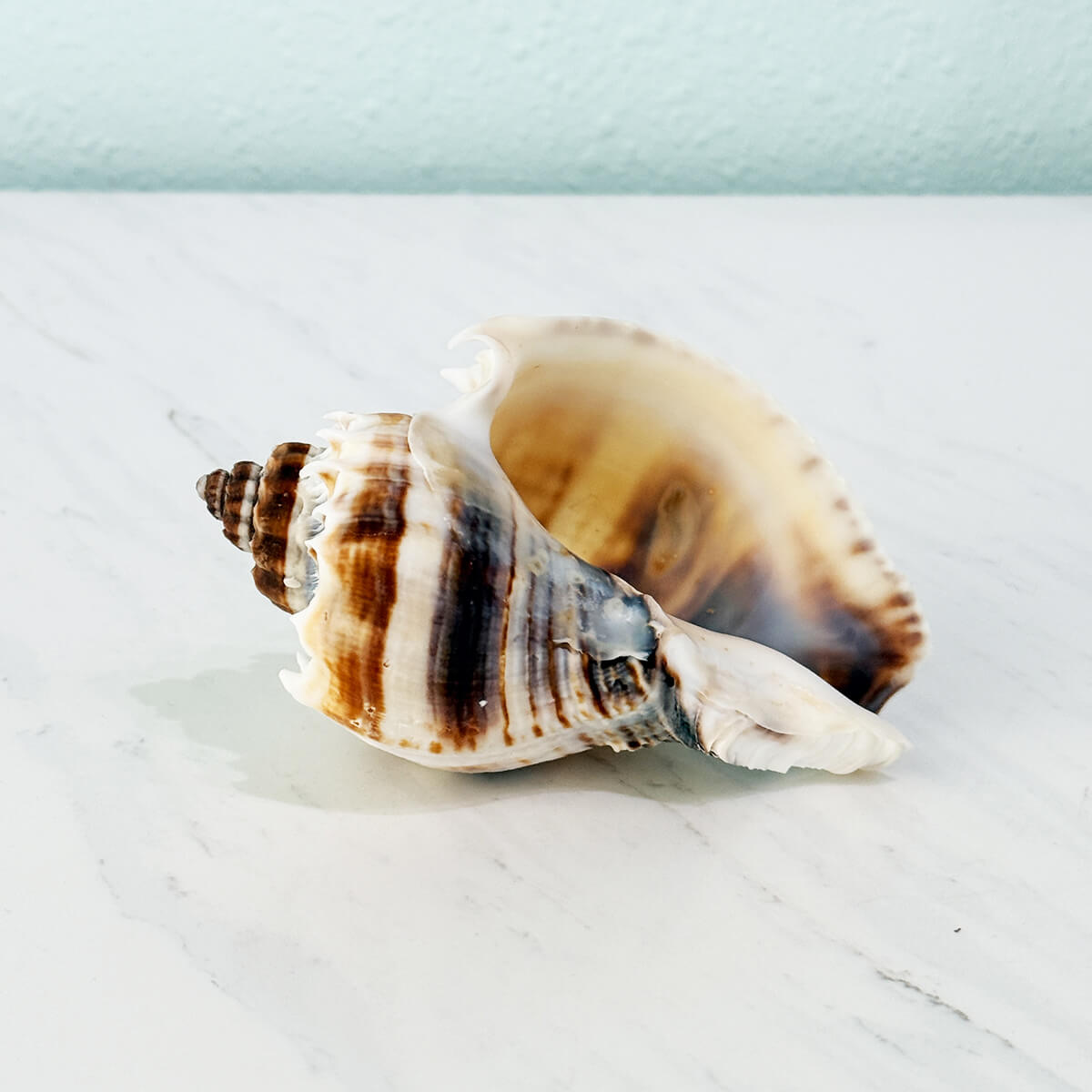 Florida King Crown Seashell (LARGE)