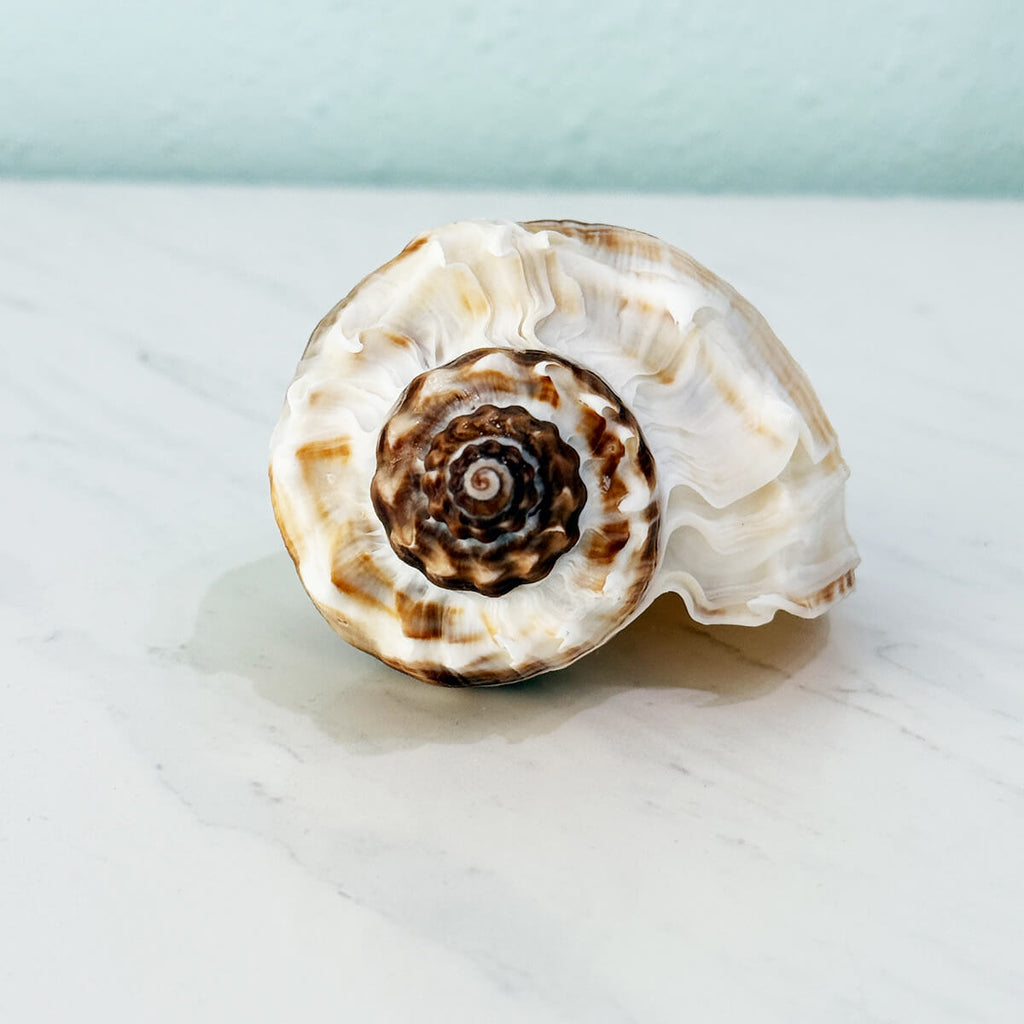 Florida King Crown Seashell (LARGE)