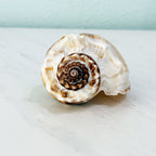Florida King Crown Seashell (LARGE)