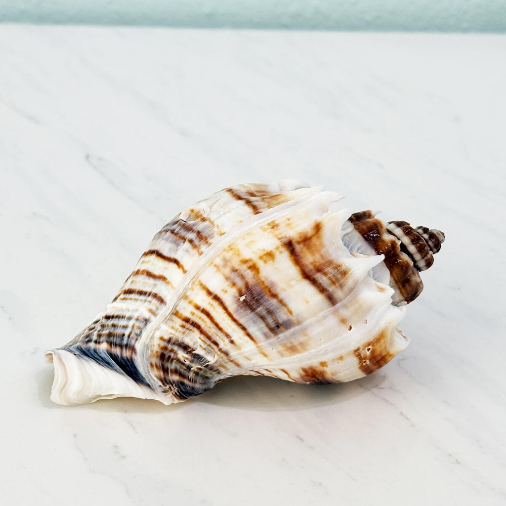 Florida King Crown Seashell (LARGE)