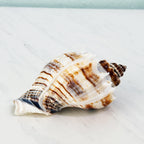 Florida King Crown Seashell (LARGE)