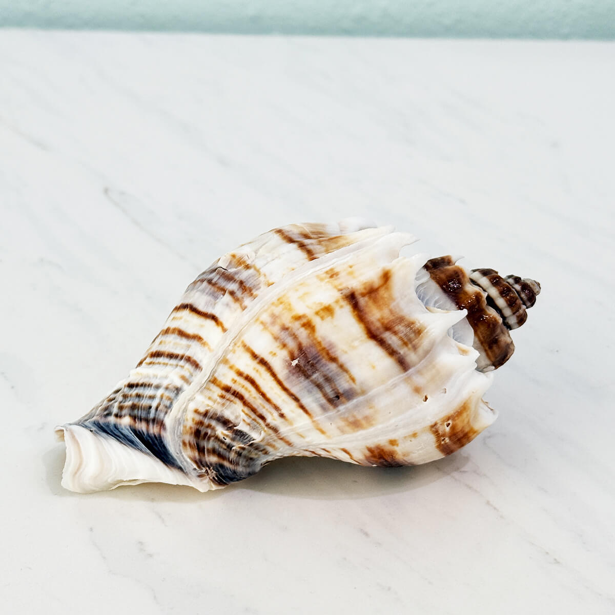 Florida King Crown Seashell (LARGE)