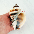 Florida King Crown Seashell (LARGE)