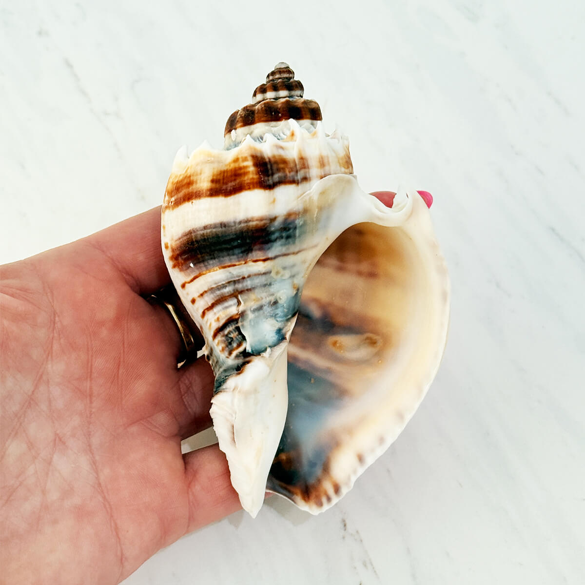 Florida King Crown Seashell (LARGE)
