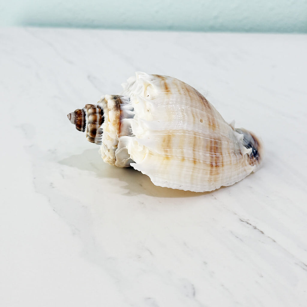 Florida King Crown Seashell (LARGE)