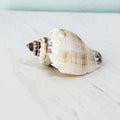 Florida King Crown Seashell (LARGE)
