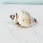 Florida King Crown Seashell (LARGE)