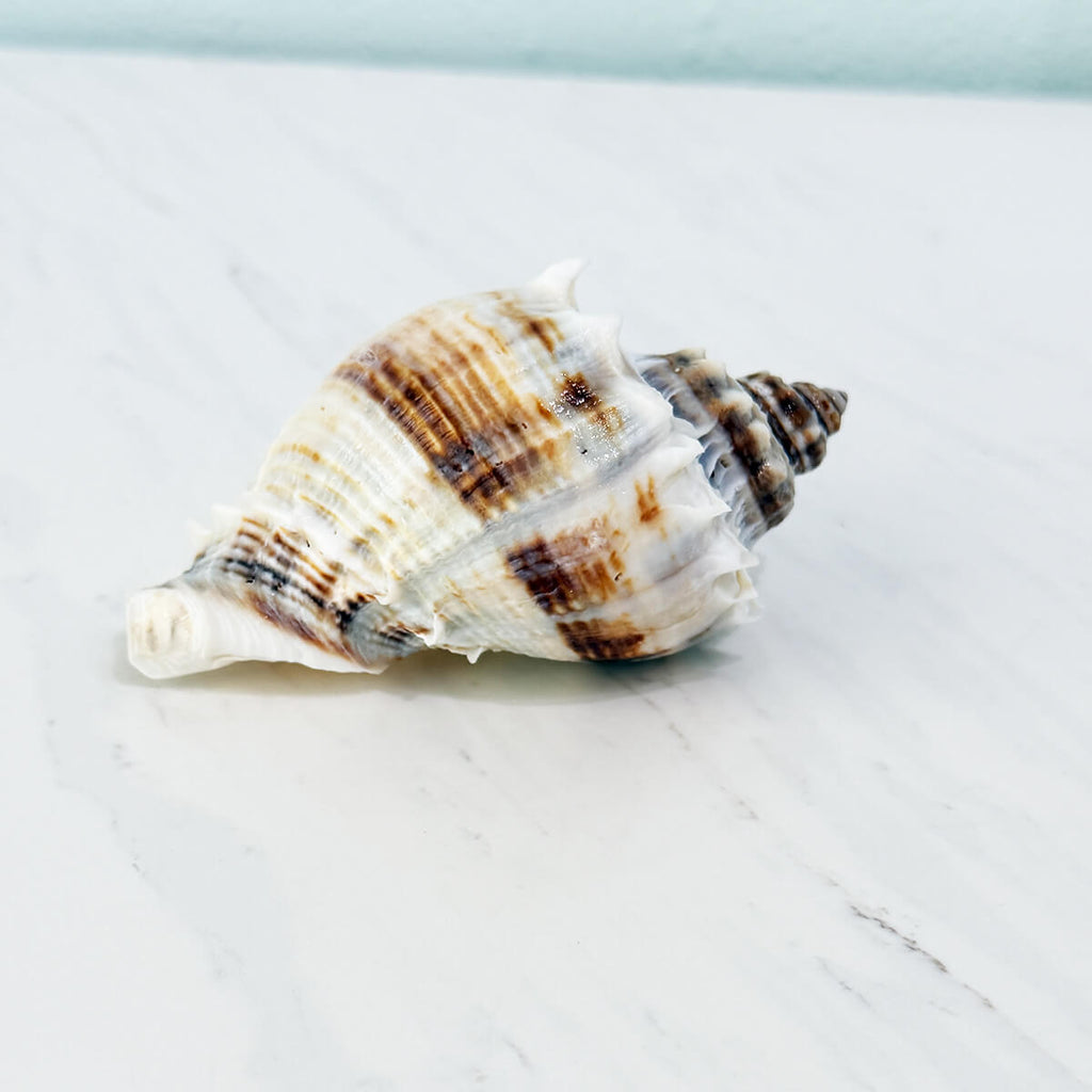 Florida King Crown Seashell (LARGE)
