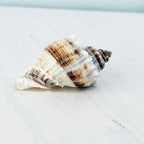 Florida King Crown Seashell (LARGE)