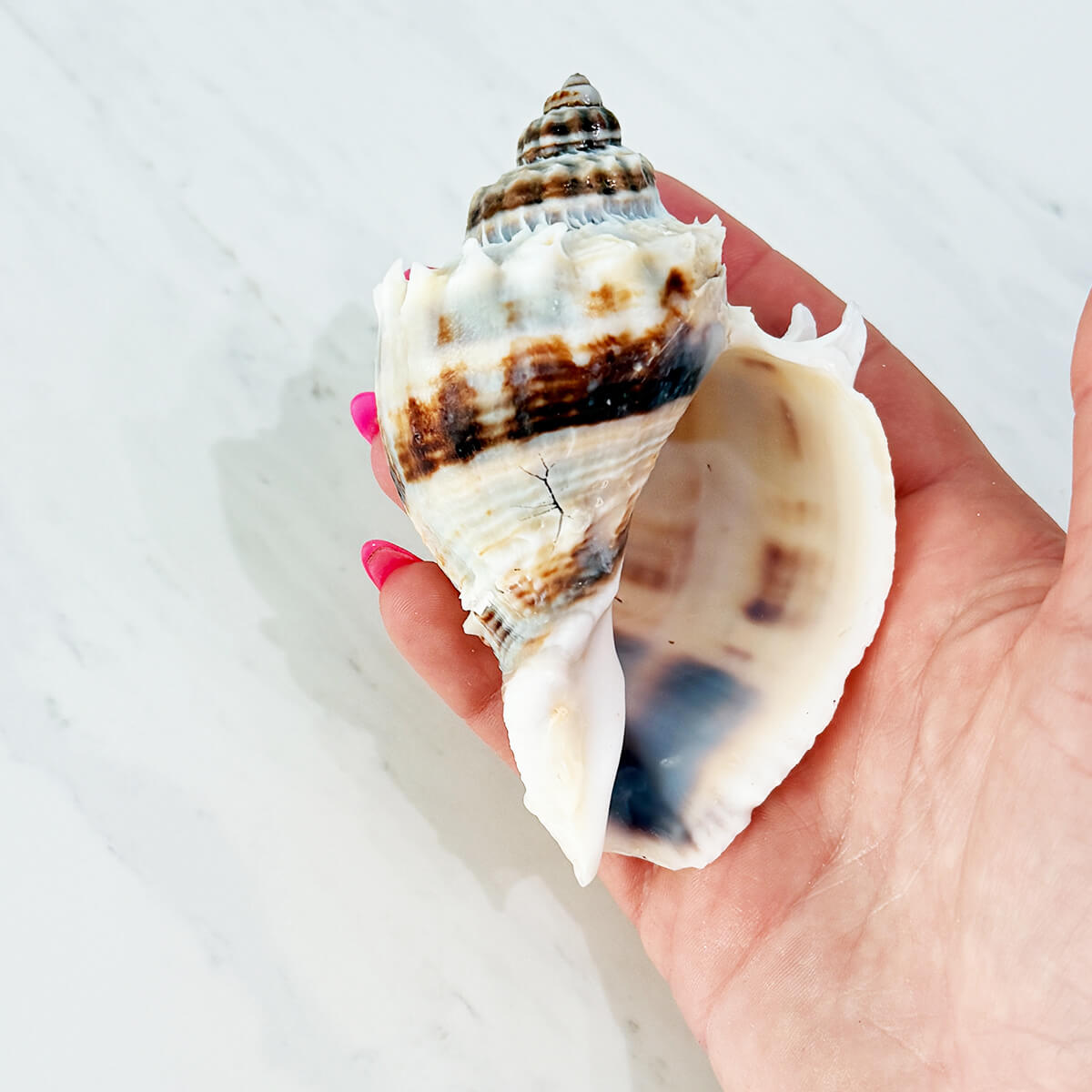Florida King Crown Seashell (LARGE)