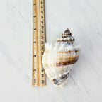Florida King Crown Seashell (LARGE)