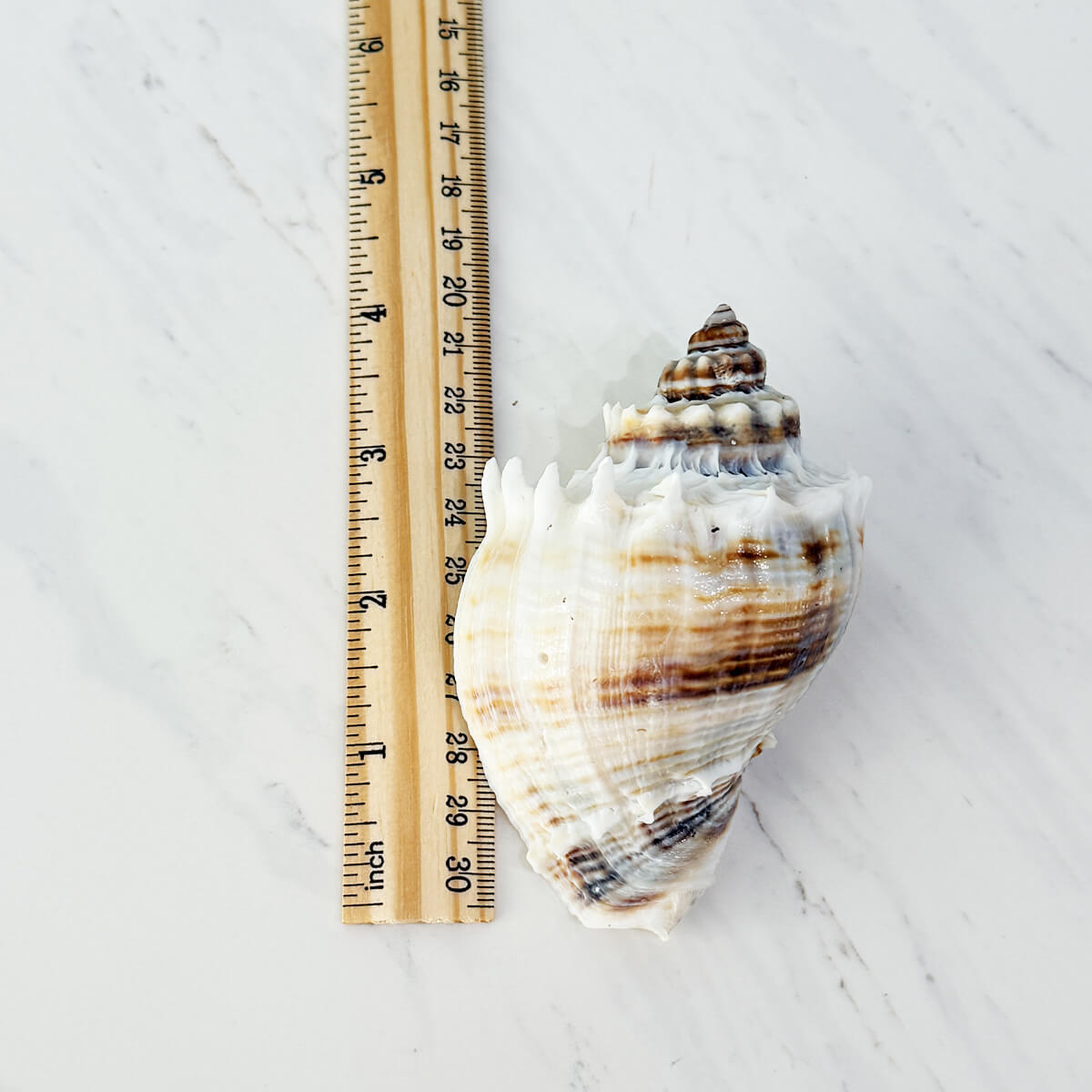 Florida King Crown Seashell (LARGE)