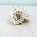 Florida King Crown Seashell (LARGE)