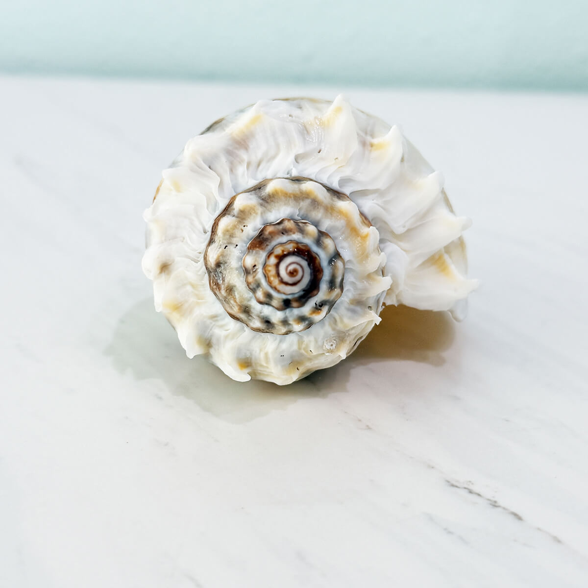 Florida King Crown Seashell (LARGE)