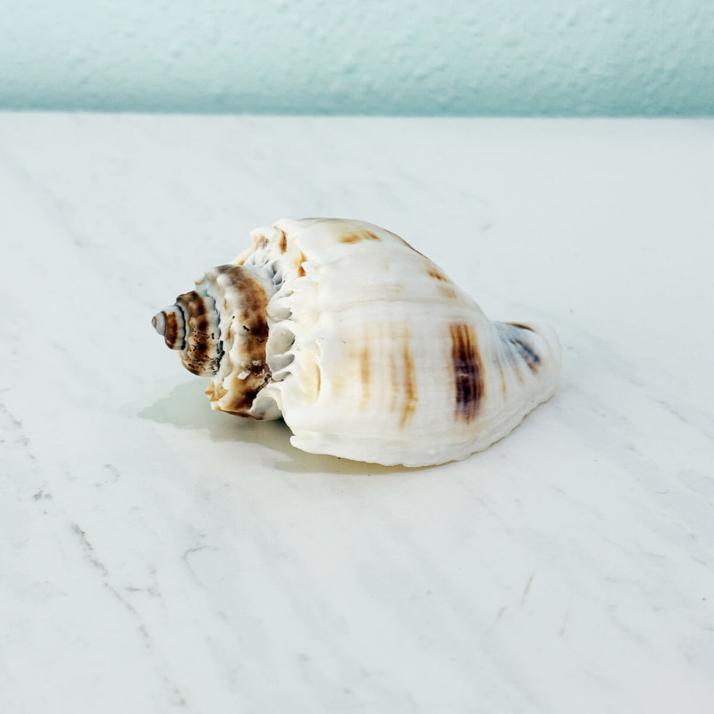 Florida King Crown Seashell (MEDIUM/LARGE)