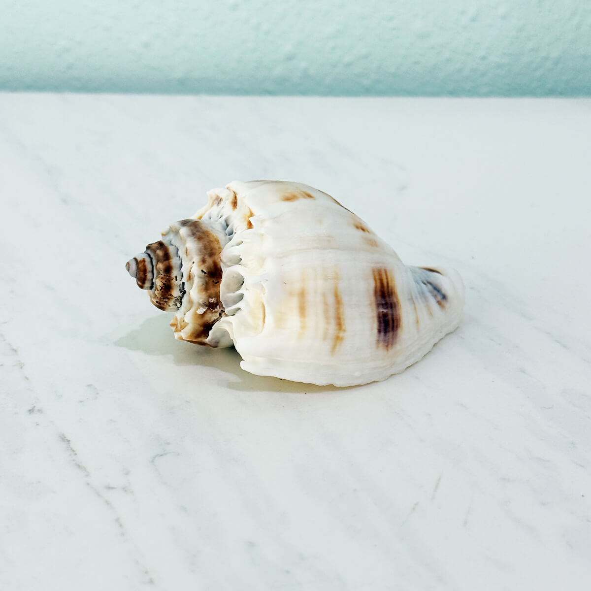 Florida King Crown Seashell (MEDIUM/LARGE)